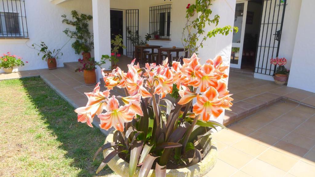 Hotel Casa Fina - Adults Recommended Conil De La Frontera Εξωτερικό φωτογραφία